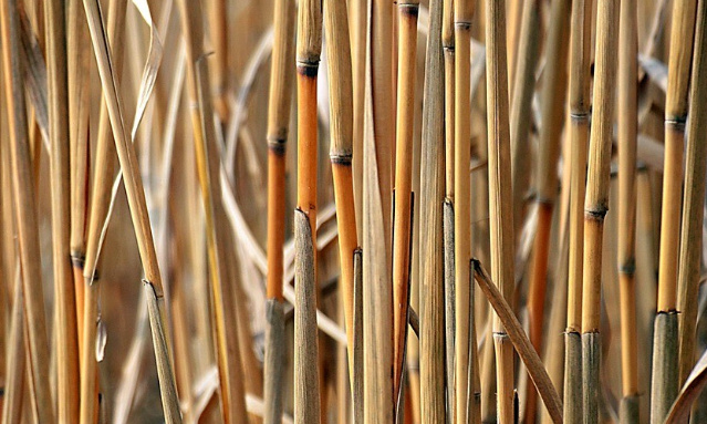 Pour une interdiction totale de l'utilisation du bioéthanol !