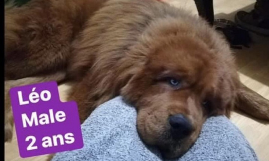 Aidez-moi à sauver Léo !