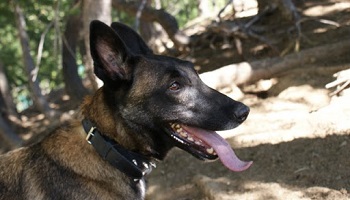 Contre les colliers à pointes pour les chiens !