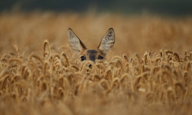 PLUS JAMAIS ! Fin des expérimentations animales, humaines. Pour prendre soin des habitats naturels