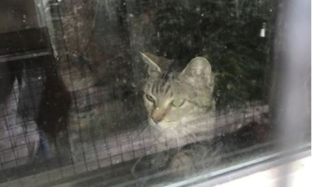 Sauver les chats de Cazaux