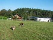 pension canine entre Dinan et St malo