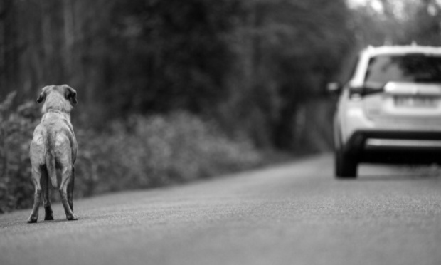 Punition plus sévère pour les propriétaires qui abandonnent leurs animaux