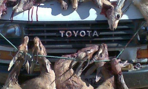 Braconnage des espèces protégées