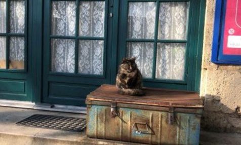 Sauver une chatte qui vit dans une bouche d'égout !