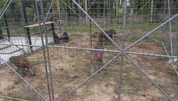 Annulation de la fête des animaux à Saint Tricat le 15 août