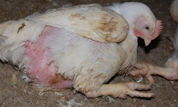 Ne rajoutons pas de souffrance animale à Pihem !