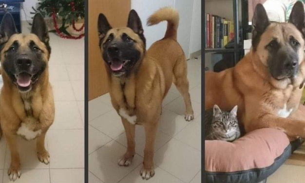 Hommage à Jin : abolition de l'euthanasie de complaisance pour propriétaires et vétérinaires