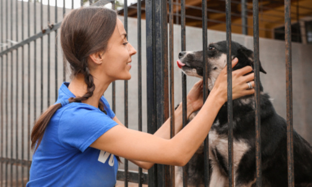Sauvons la fourrière intercommunale du pays Couserans !