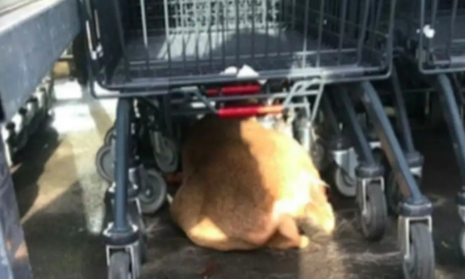 Justice pour le chevreuil chassé jusqu'à un supermarché et amené dans une voiture !