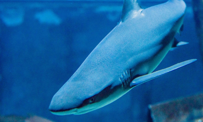 Pour que l’aquarium de la MDPH de Marseille soit déconstruit