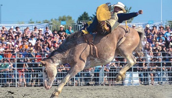 Stop à la fête du bœuf à Chamblet (03) !