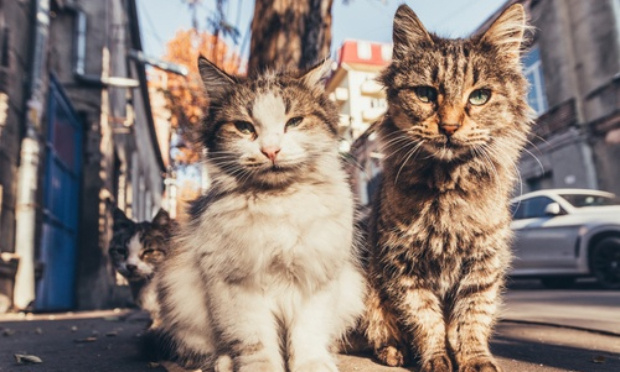 Stérilisation des chats libres de Marseille, l'urgence de la situation !