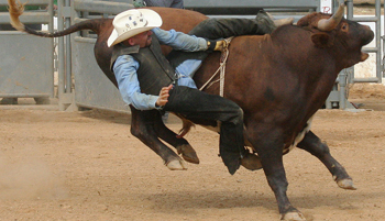 Pour l'annulation du rodéo de Chamblet (03), programmé le 29 juin 2014 !
