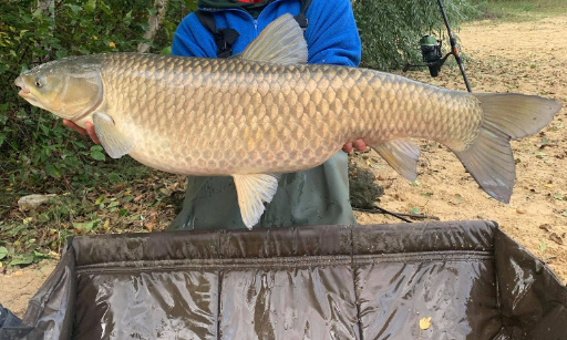 Contre l'arrété préfectoral sur les Amours Blancs - ce n'est pas une espèce nuisible
