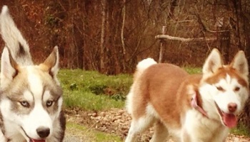 Justice pour Kiara et Wolf, massacrés à coups de couteau