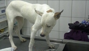 Une sanction exemplaire pour le tortionnaire de Blancblanc