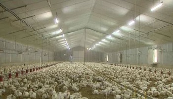 Contre une usine géante de 250.000 poules pondeuses à Doullens dans la Somme !