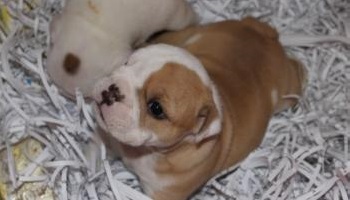 Pour la création d’un label valorisant les élevages d'animaux de compagnie respectueux