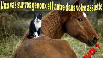 Stop à l'hippophagie !