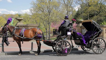 Stop aux balades en calèches dans New-York