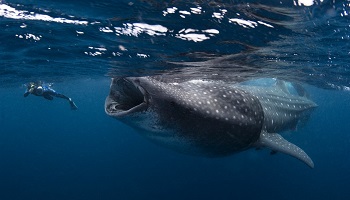 INDE : L'abattage des requins baleines en hausse / INDIA : Slaughter of whale sharks on the rise
