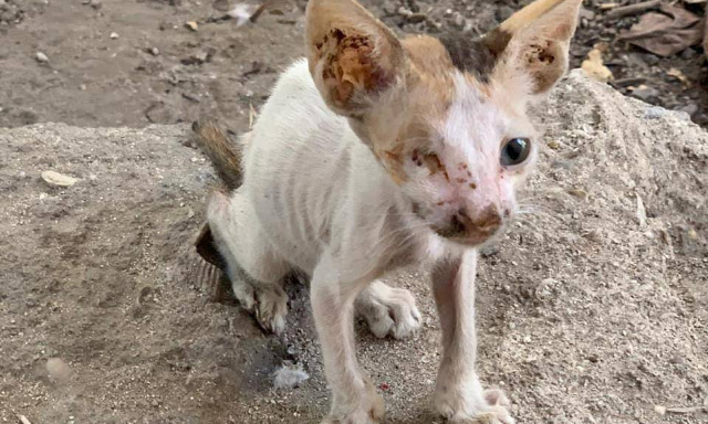 Arrêtez d'abandonner et laisser mourir de soif et de faim les chats (chiens) de Dubaï dans le désert // Stopp dem Aussetzen in der Wüste und dem vor Durst und Hunger sterbenden Katzen und Hunden