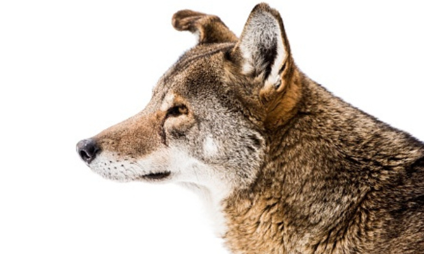 Sauvons les loups rouges !