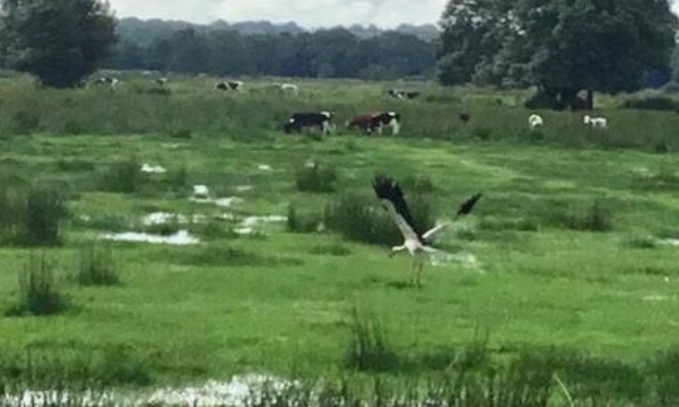 Ne laissez pas détruire les haies de Rouans