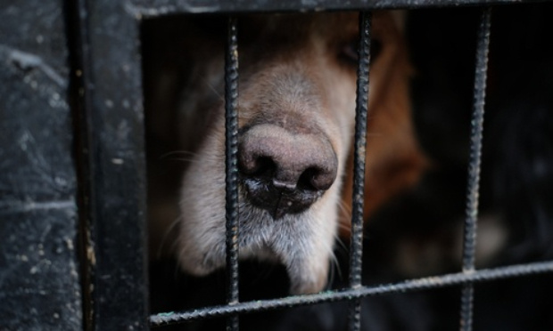 ARRETONS DE MARTYRISER LES ANIMAUX IMPUNEMENT