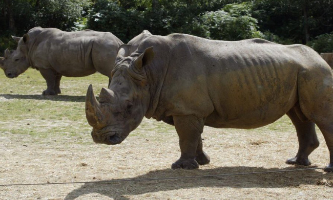Le respect des animaux