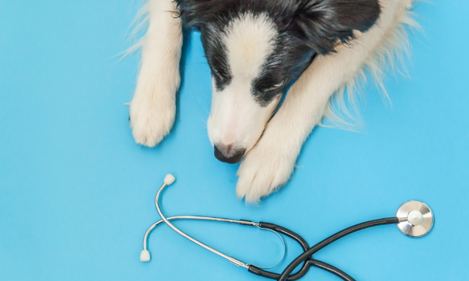 EUTHANASIE DE CONFORT et FRAUDES AUX PAIEMENTS