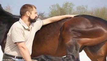 Les vétérinaires s'approprient la médecine alternative