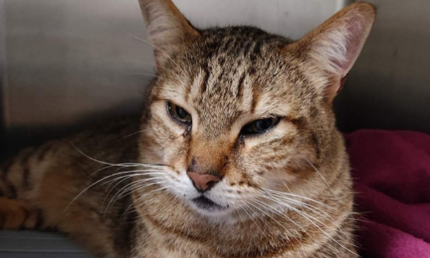Mort/Disparition des chats à Bandol