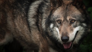 Ségolène Royal veut relancer la chasse au loup