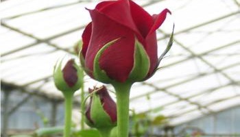 Pour la défense de la filière Horticole Française