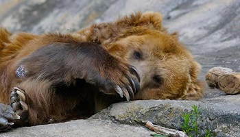 Réintroduction de l'ours dans le Vercors