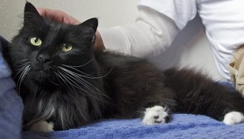 Molsheim : non aux euthanasies, oui à l’intégration des animaux