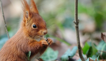 Sauvons les écureuils roux !