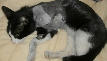 Justice pour Nuage et son maître