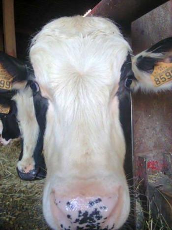 Oréo, un combat pour la vie