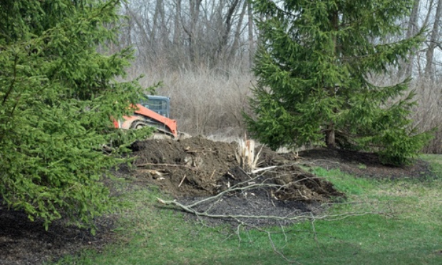 Sauvons du béton la forêt de Grima Beausoleil, Alpes-Maritimes