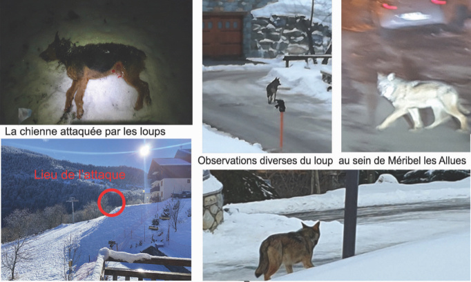 Attaque de loups au coeur d'un village