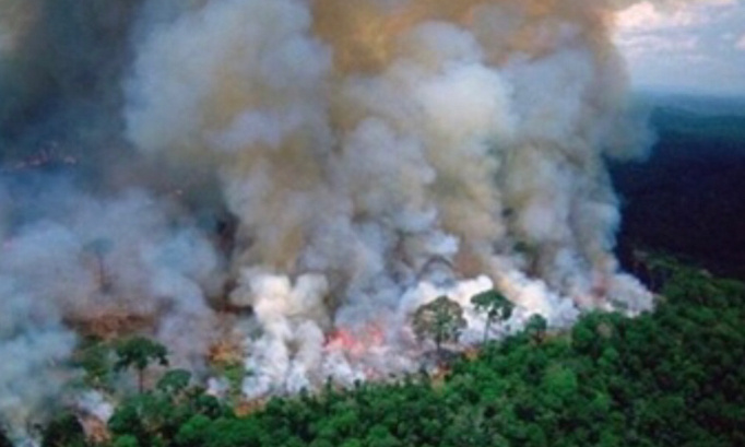 Stop aux importations de produits issus de l'exploitation de la forêt amazonienne !