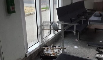 SOS pour un Perroquet en danger à Casablanca