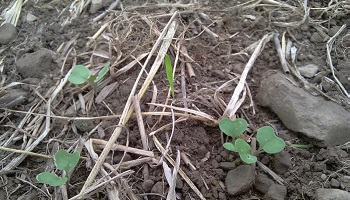 Non à l'utilisation de pesticides sur les chaumes de colza !
