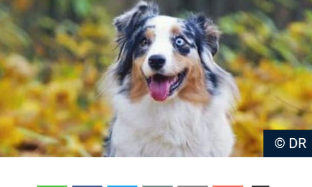 Contre un nouvel élevage de bergers australiens à BLATON