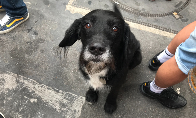 Des espaces verts en ville pour nos chiens