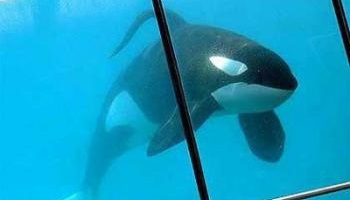 Sauver les cétacés de la captivité