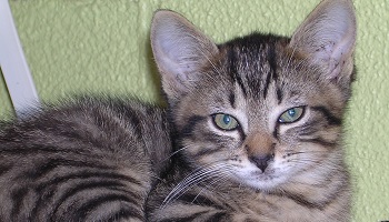 Des enfants brûlent un chaton à Dijon !